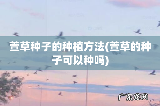 萱草的种子可以种吗 萱草种子的种植方法