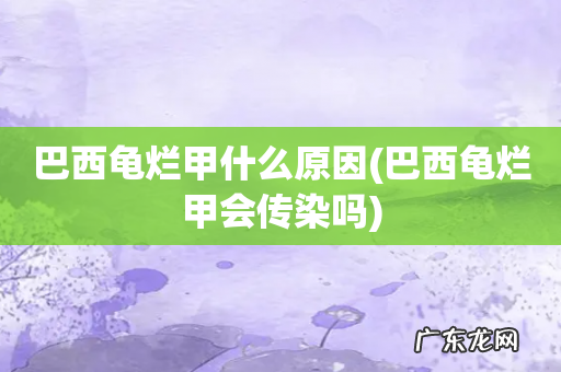 巴西龟烂甲会传染吗 巴西龟烂甲什么原因