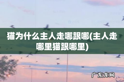 主人走哪里猫跟哪里 猫为什么主人走哪跟哪