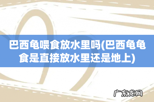巴西龟龟食是直接放水里还是地上 巴西龟喂食放水里吗