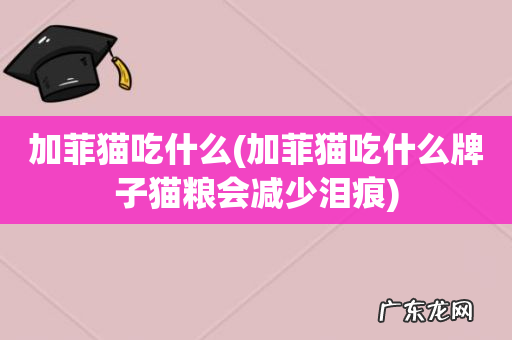 加菲猫吃什么牌子猫粮会减少泪痕 加菲猫吃什么