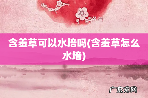 含羞草怎么水培 含羞草可以水培吗