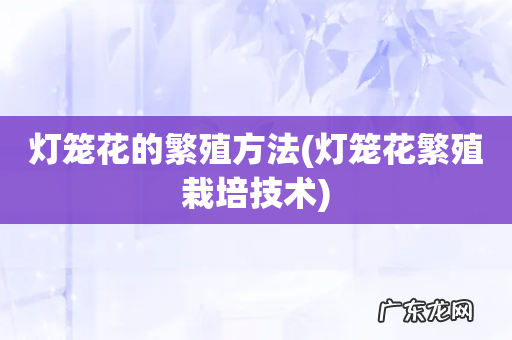 灯笼花繁殖栽培技术 灯笼花的繁殖方法