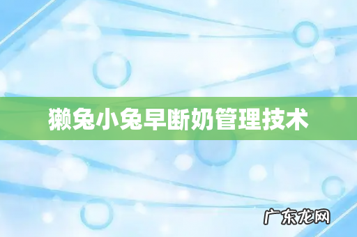 獭兔小兔早断奶管理技术