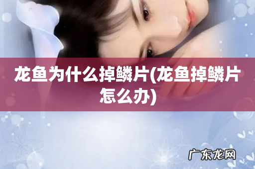 龙鱼掉鳞片怎么办 龙鱼为什么掉鳞片