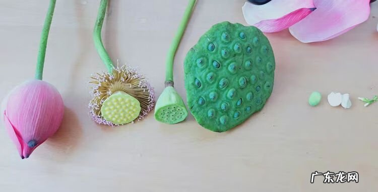 藕带的作用与功效 藕带是莲藕的哪个部位