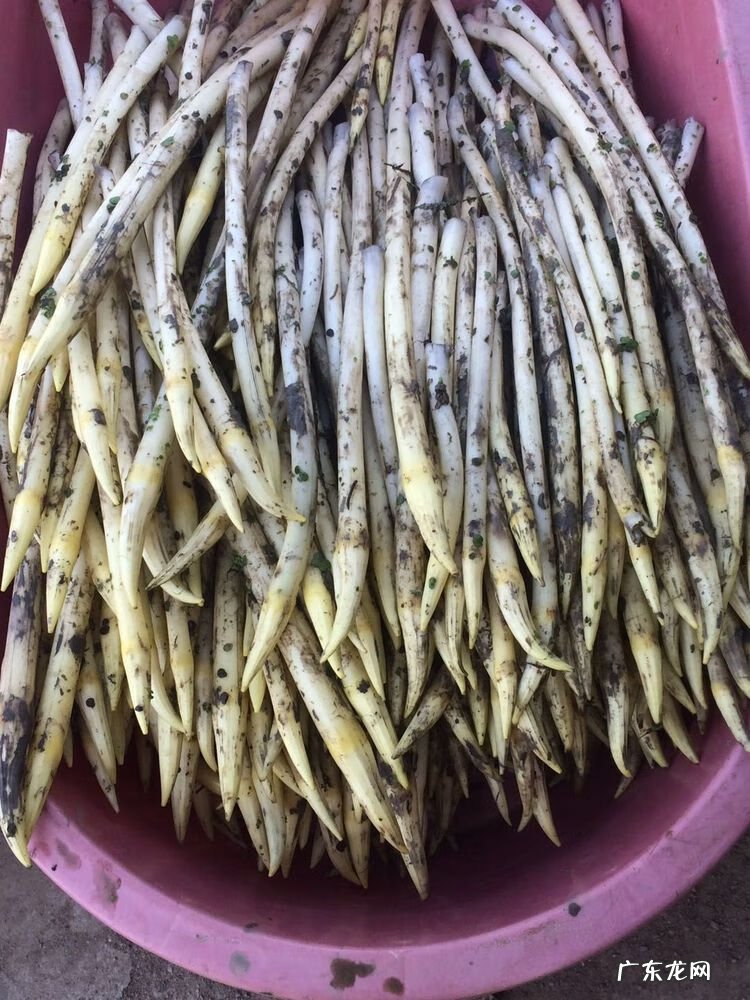 藕带的作用与功效 藕带是莲藕的哪个部位