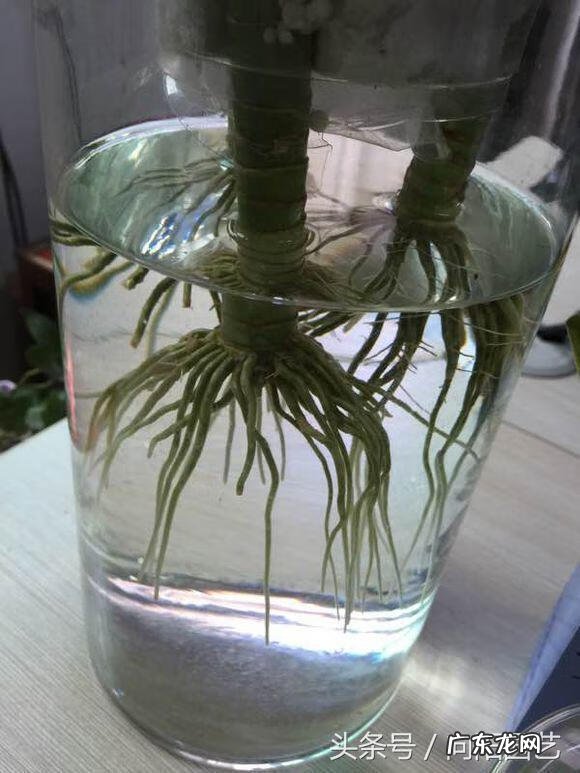 床头旁边能放富贵竹吗 床头正中挂观音竹画图风水好吗