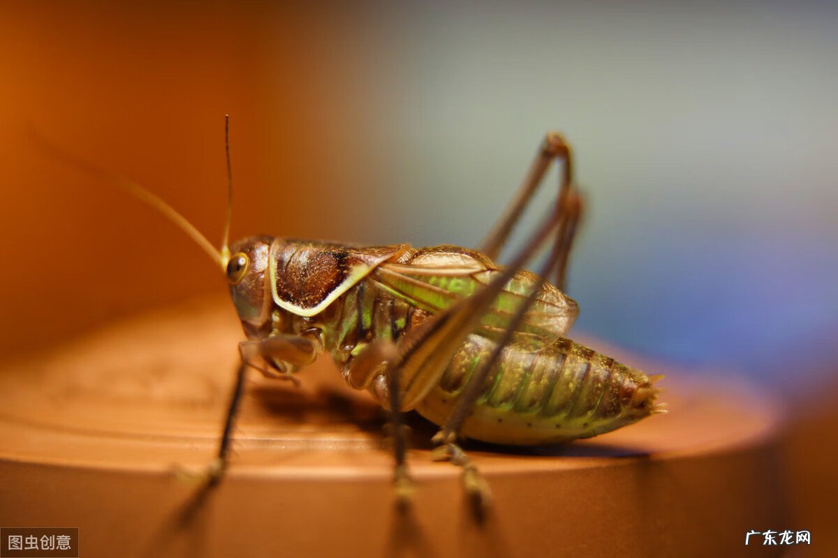 蝈蝈在风水有啥好处 蝈蝈数量风水
