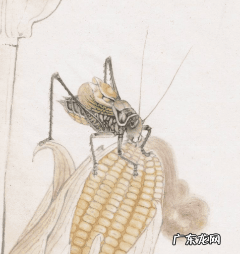 蝈蝈在风水有啥好处 蝈蝈数量风水