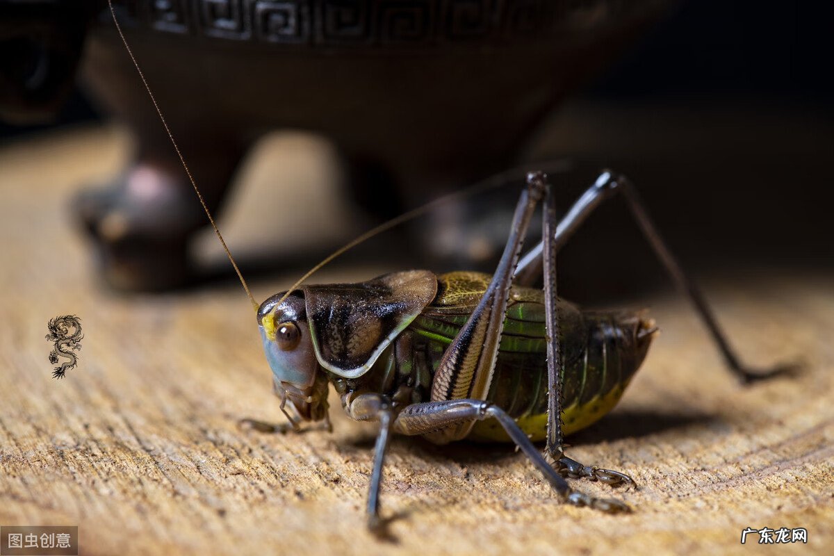 蝈蝈在风水有啥好处 蝈蝈数量风水