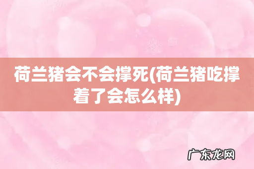 荷兰猪吃撑着了会怎么样 荷兰猪会不会撑死