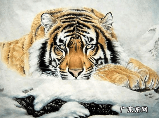 神秘风水学十二生肖 什么生肖顺风顺水