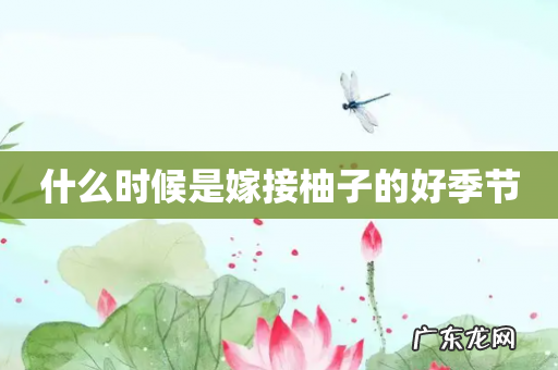 什么时候是嫁接柚子的好季节