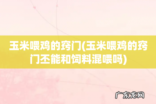 玉米喂鸡的窍门丕能和饲料混喂吗 玉米喂鸡的窍门