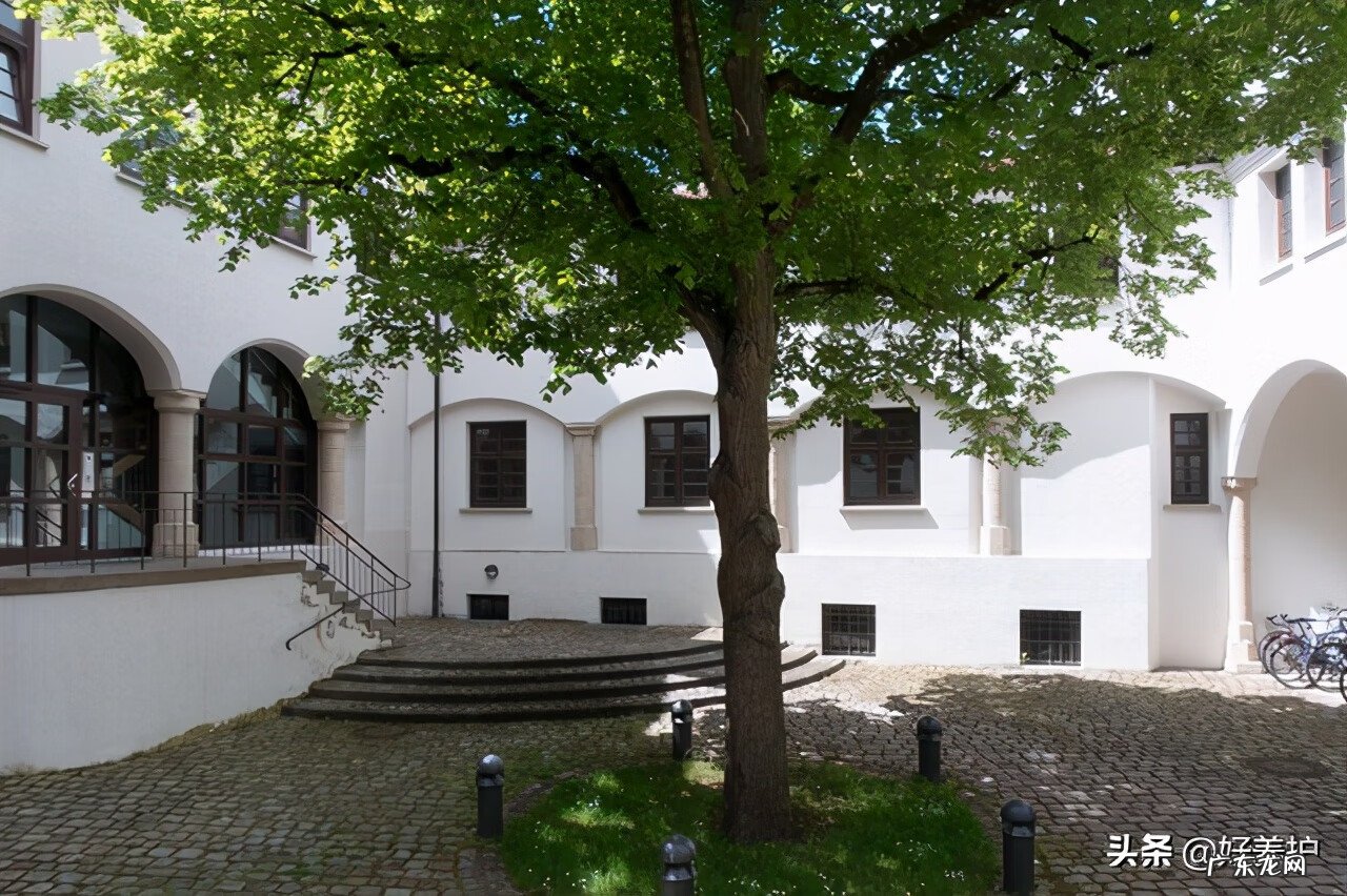 屋后大树风水 院内大树风水