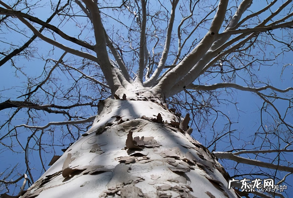 屋后大树风水 院内大树风水