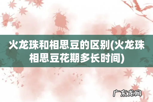 火龙珠相思豆花期多长时间 火龙珠和相思豆的区别