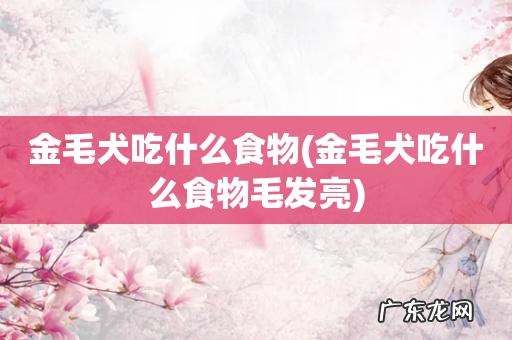 金毛犬吃什么食物毛发亮 金毛犬吃什么食物