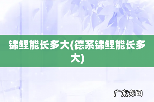 德系锦鲤能长多大 锦鲤能长多大