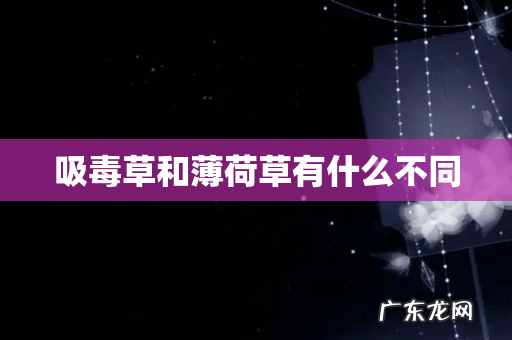吸毒草和薄荷草有什么不同