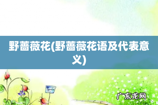 野蔷薇花语及代表意义 野蔷薇花