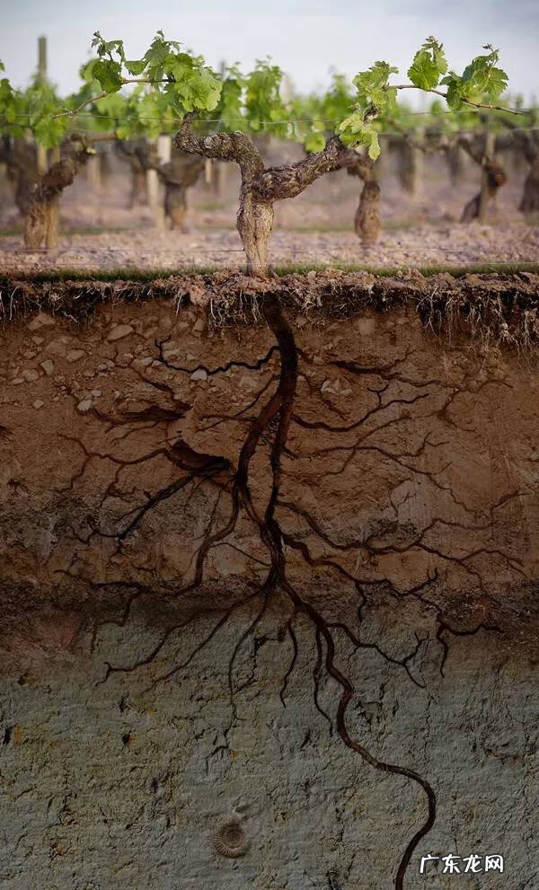 院内葡萄树寓意风水 葡萄树 风水