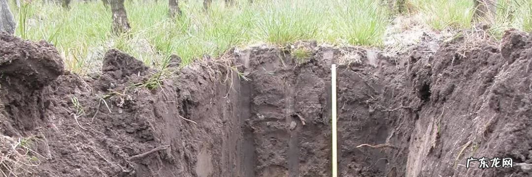 院内葡萄树寓意风水 葡萄树 风水