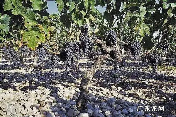 院内葡萄树寓意风水 葡萄树 风水