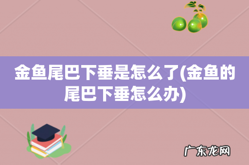 金鱼的尾巴下垂怎么办 金鱼尾巴下垂是怎么了