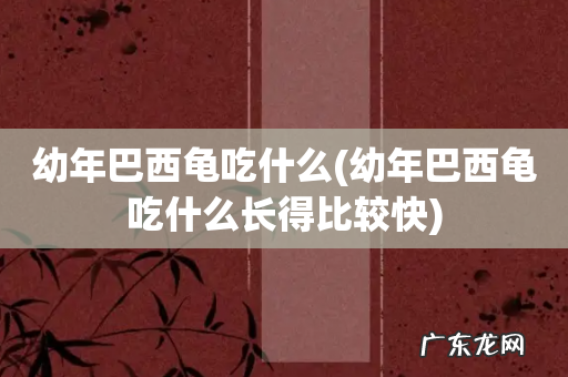 幼年巴西龟吃什么长得比较快 幼年巴西龟吃什么