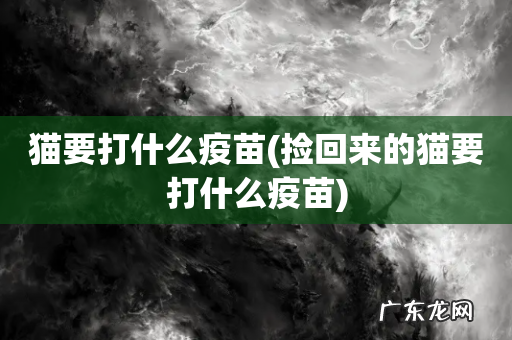 捡回来的猫要打什么疫苗 猫要打什么疫苗