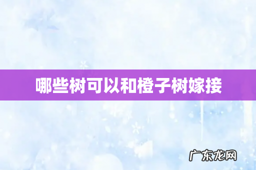 哪些树可以和橙子树嫁接