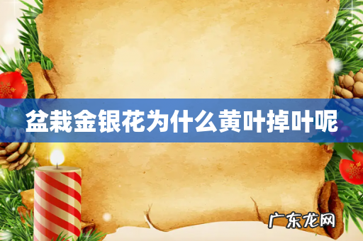 盆栽金银花为什么黄叶掉叶呢