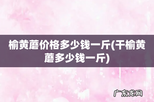 干榆黄蘑多少钱一斤 榆黄蘑价格多少钱一斤