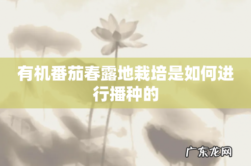 有机番茄春露地栽培是如何进行播种的