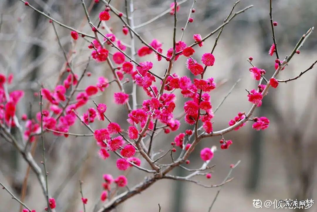 庭院可以栽红梅吗 客厅放红梅盆栽风水