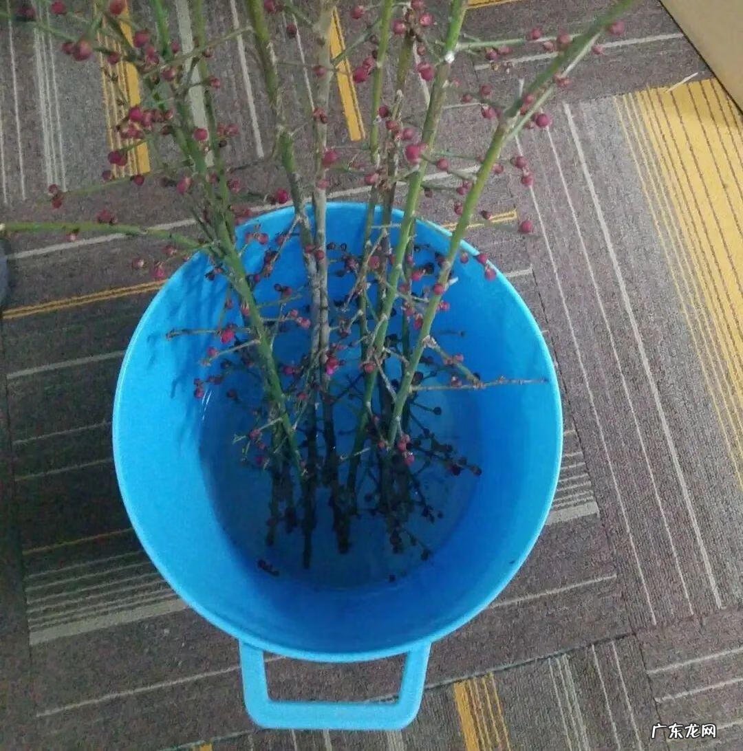 庭院可以栽红梅吗 客厅放红梅盆栽风水