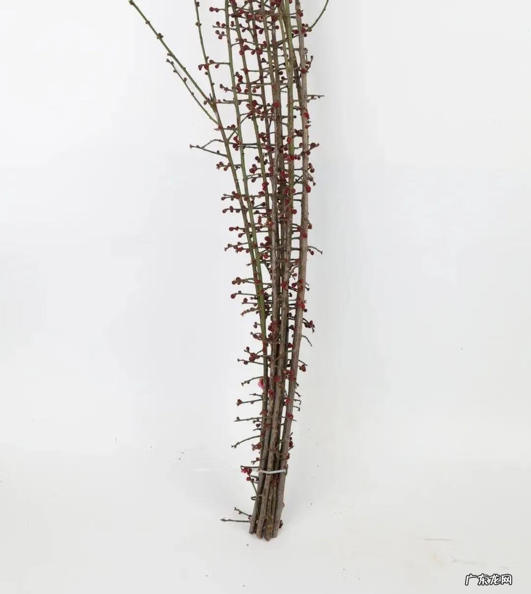 庭院可以栽红梅吗 客厅放红梅盆栽风水