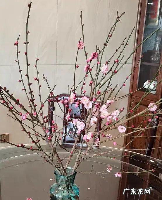 庭院可以栽红梅吗 客厅放红梅盆栽风水