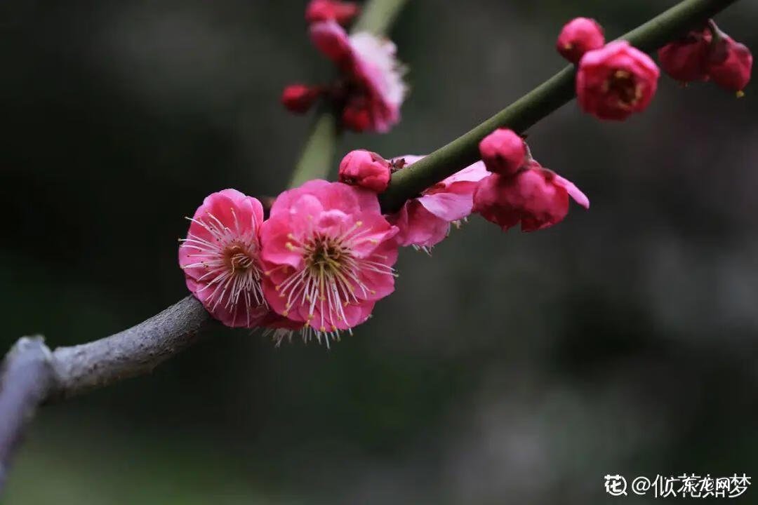 庭院可以栽红梅吗 客厅放红梅盆栽风水