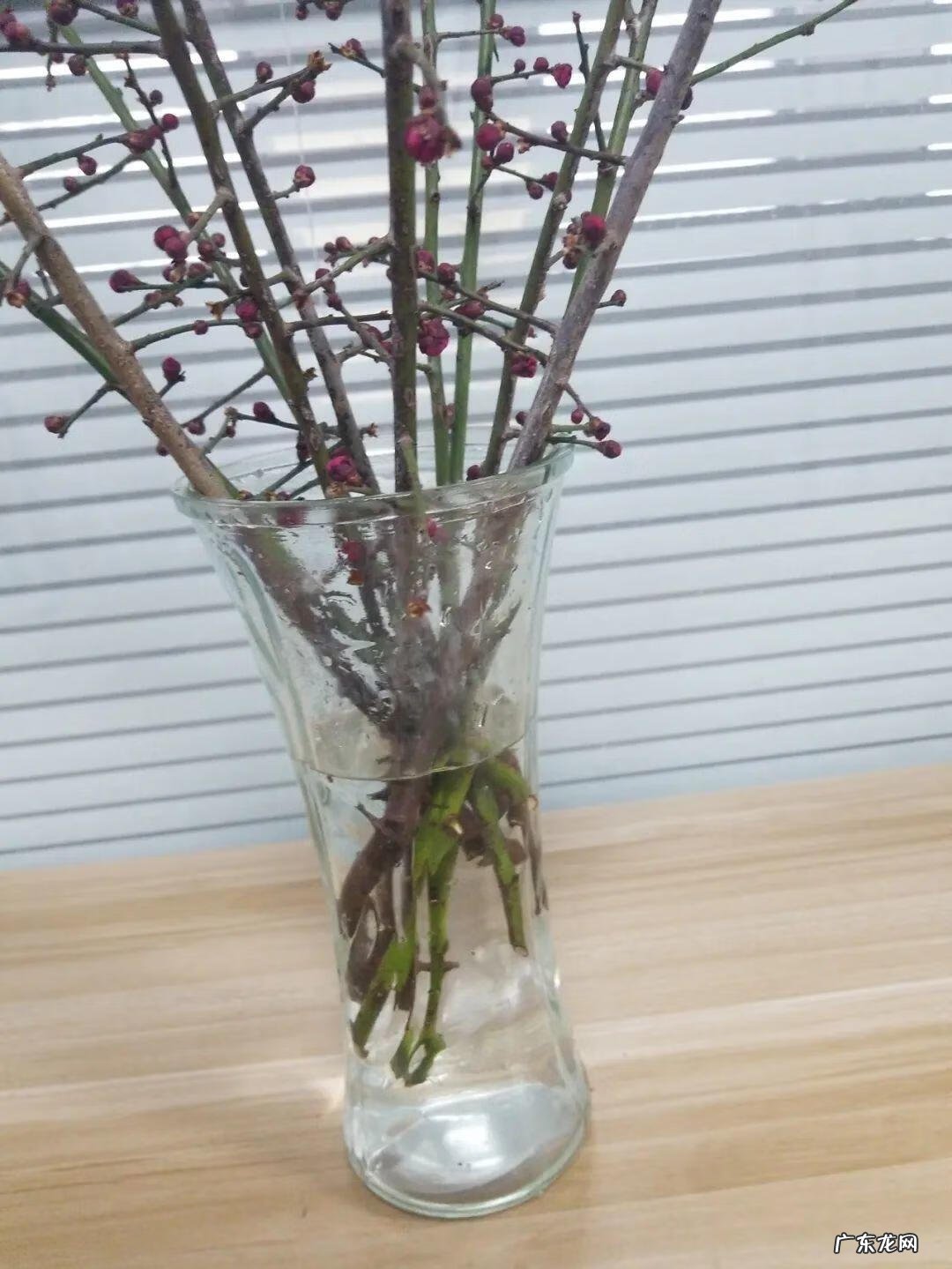 庭院可以栽红梅吗 客厅放红梅盆栽风水