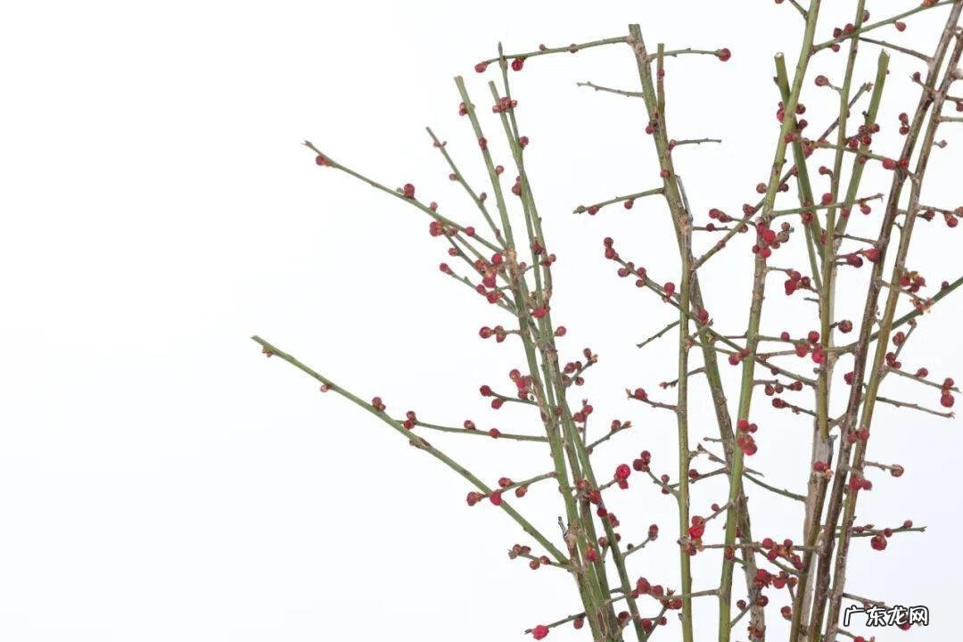 庭院可以栽红梅吗 客厅放红梅盆栽风水