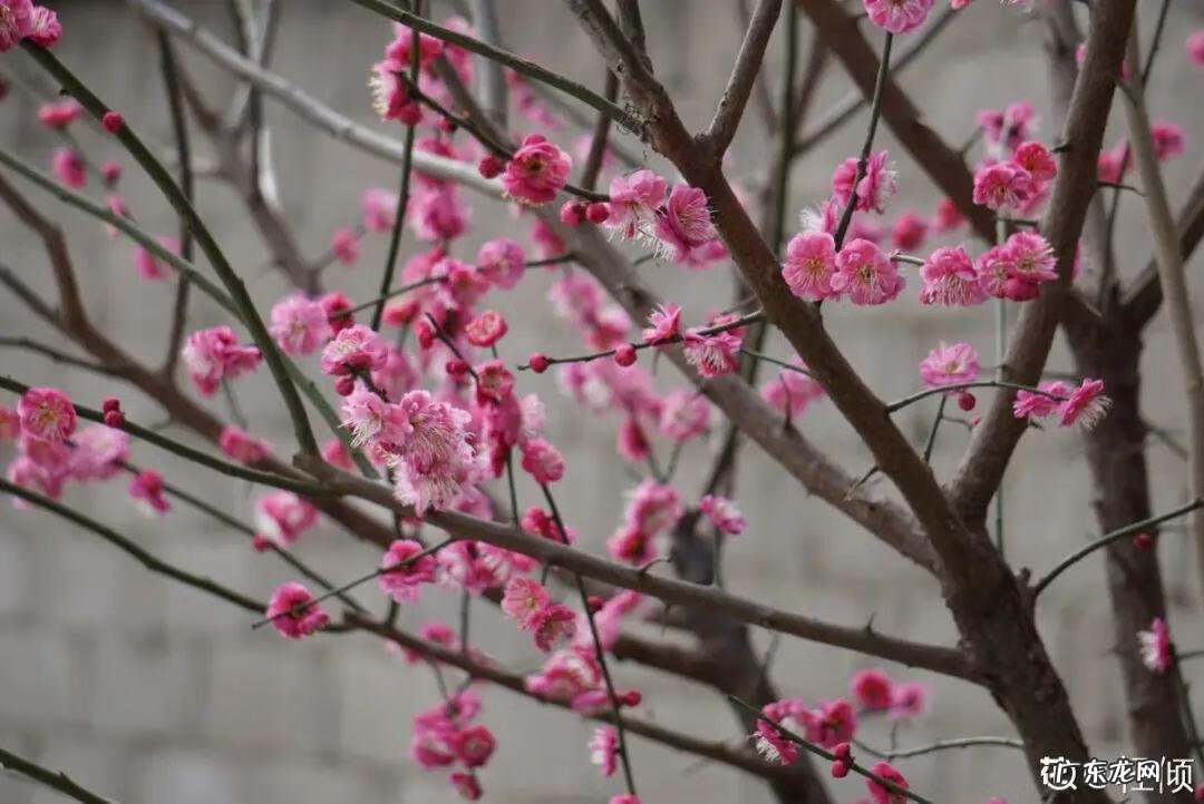 庭院可以栽红梅吗 客厅放红梅盆栽风水
