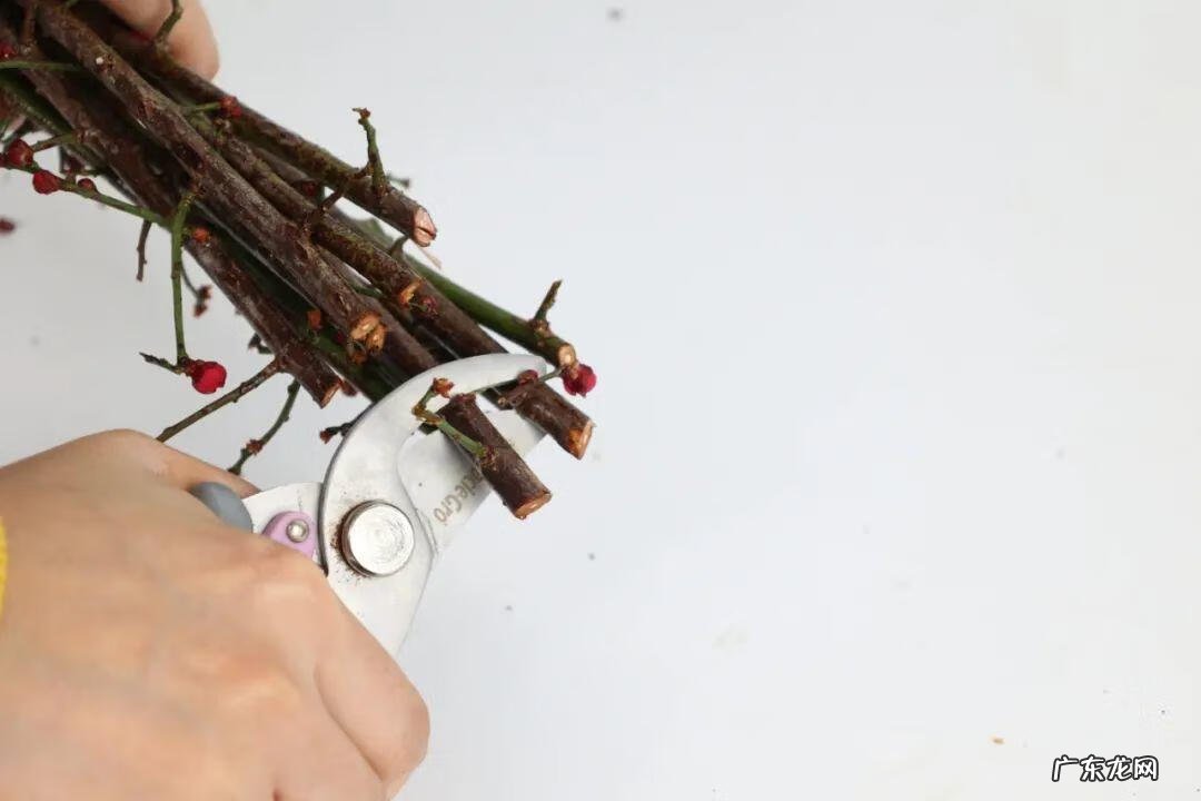 庭院可以栽红梅吗 客厅放红梅盆栽风水