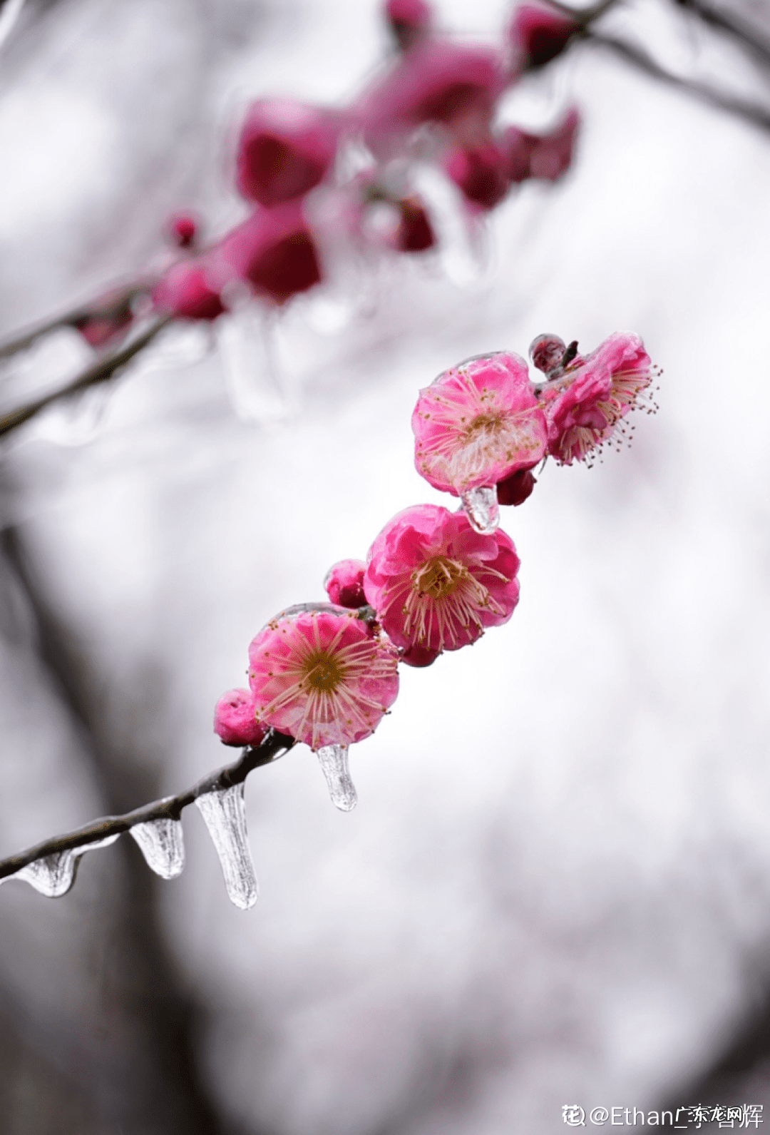 庭院可以栽红梅吗 客厅放红梅盆栽风水