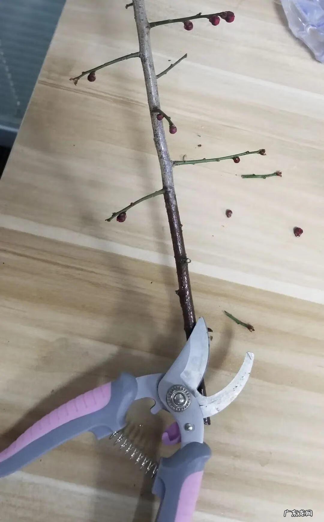 庭院可以栽红梅吗 客厅放红梅盆栽风水