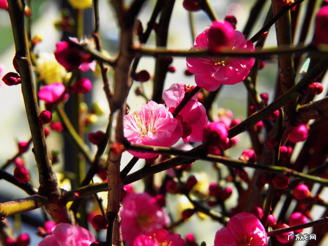 庭院可以栽红梅吗 客厅放红梅盆栽风水
