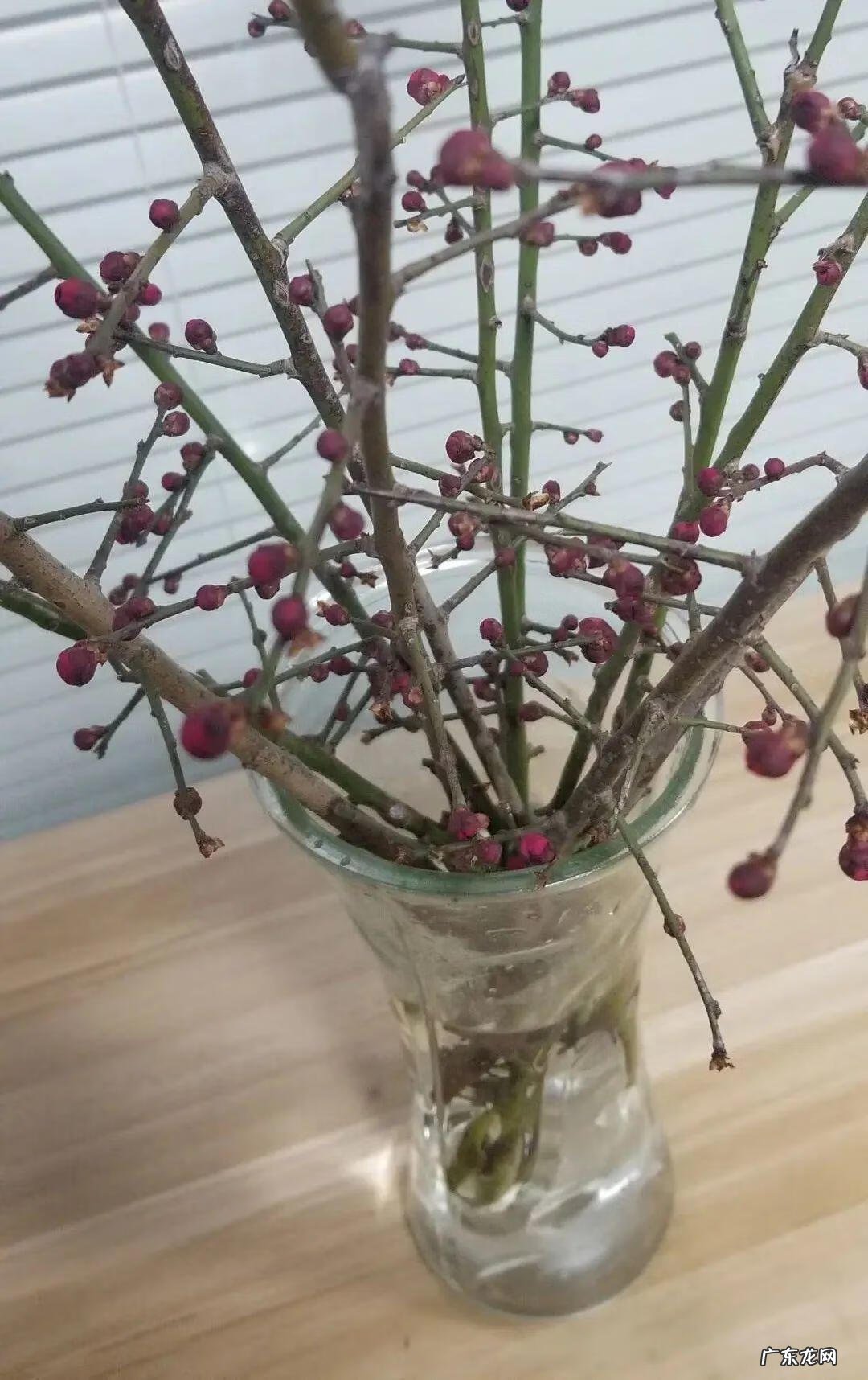 庭院可以栽红梅吗 客厅放红梅盆栽风水