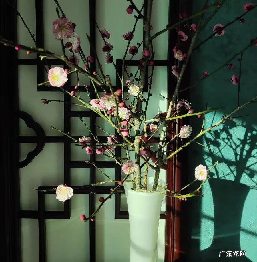 庭院可以栽红梅吗 客厅放红梅盆栽风水